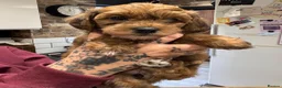 Jackapoo dogs for sale: 3 fluffy Jackapoo Puppies for sale - Advert 8
