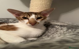 Peterbald cats for sale: Theo and Lewis (ginger )  - Image 8