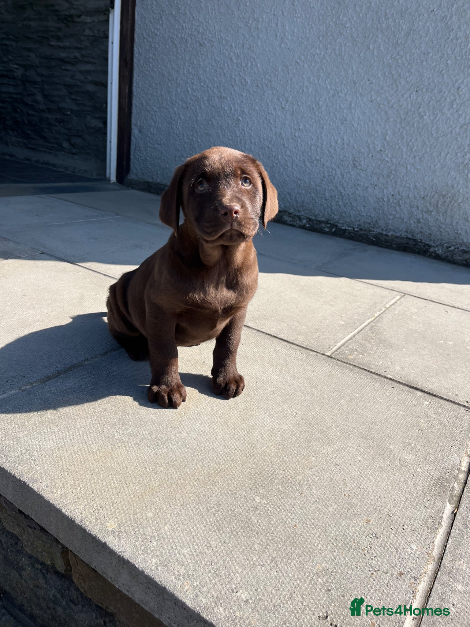 Labrador Retriever dogs 0/0 hips health tested KC chunky chocolate 🐶  - Advert 1