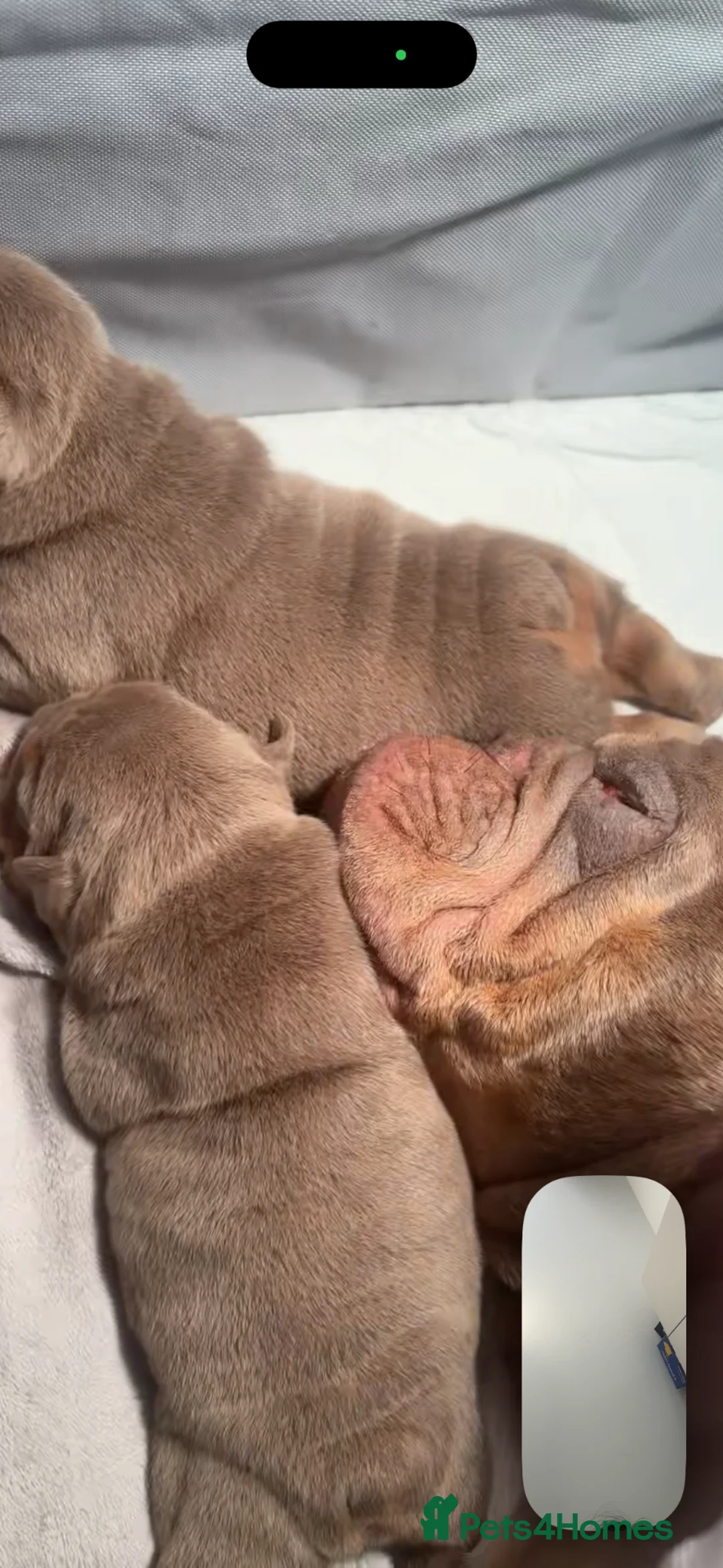 English Bulldog dogs for sale: English bulldog for sale  - Advert 2