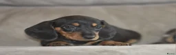 Dachshund dogs for sale: Amazing dachshund puppies - Advert 9