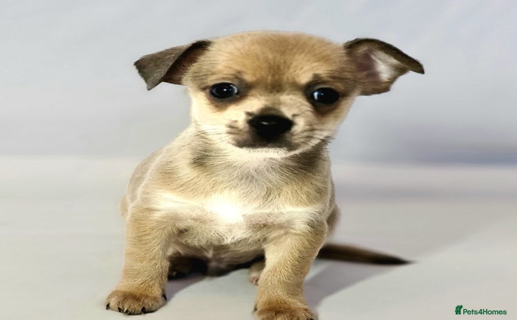 Chihuahua dogs - Advert 11