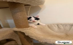 British Shorthair cats for sale: Kittens for sale - Image 4