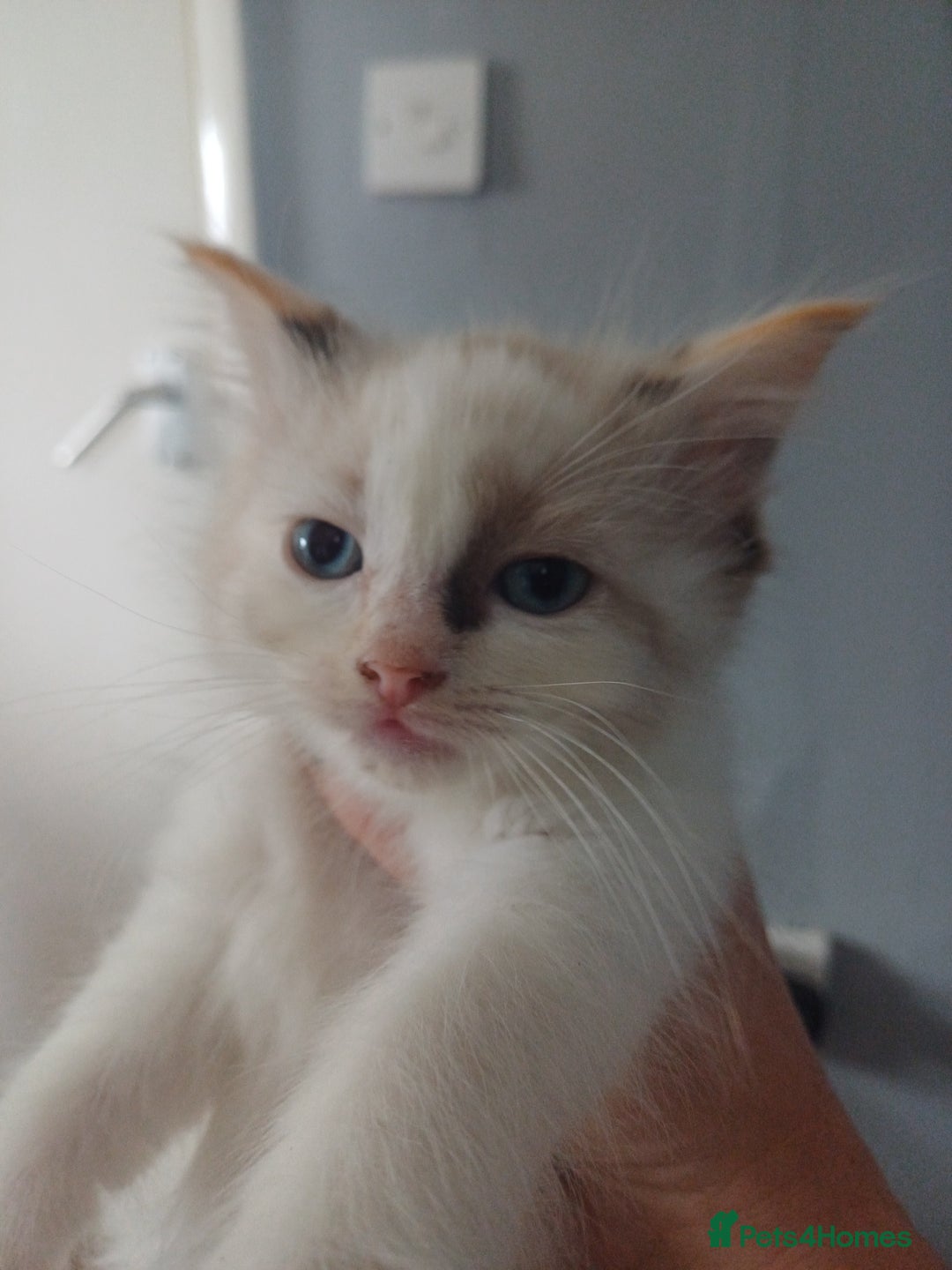 Ragdoll cats for sale: 6 gorgeous fluffy ragdoll kittens  - Image 3