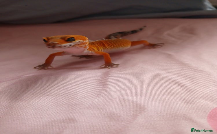 Leopard Gecko reptiles in Rochester - Advert 5