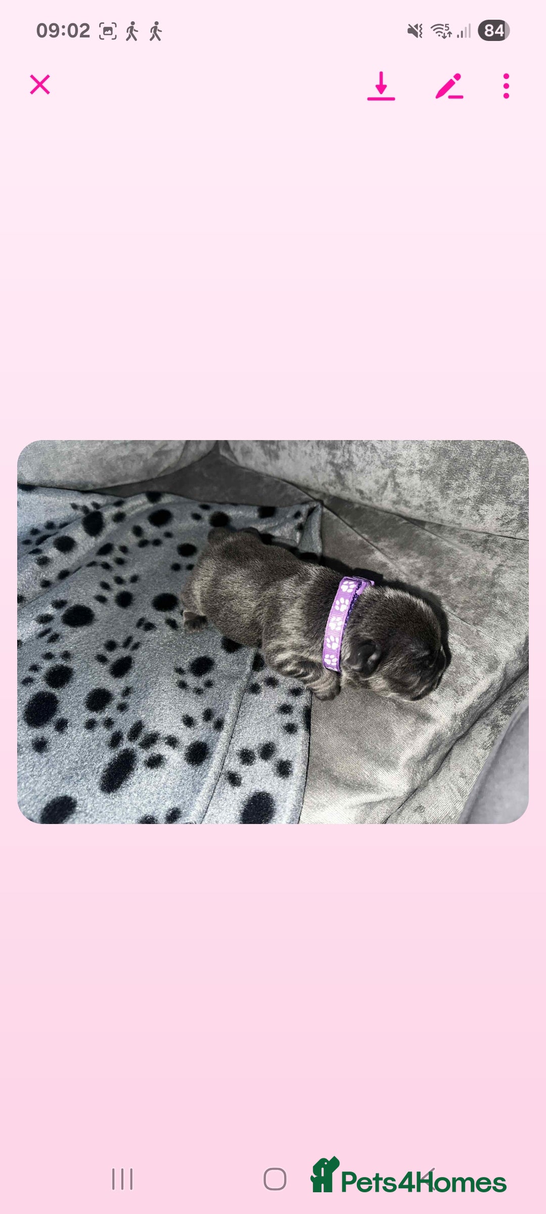 French Bulldog dogs for sale: French bulldog  - Image 2