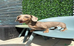 Miniature Dachshund dogs for sale: Kc reg Minature dachshund girl  - Image 1