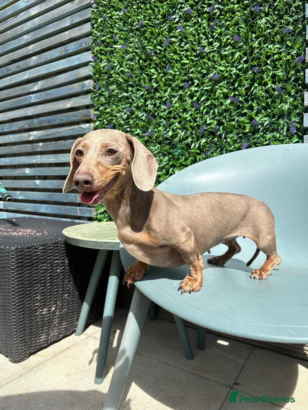 Miniature Dachshund dogs for sale: Kc reg Minature dachshund girl  - Image 1