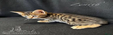 Savannah Kitten 2