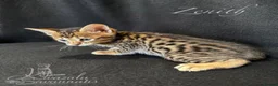 Savannah cats for sale: Excellent Quality Tica Registered Purebred kittens - Advert 14