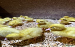 Ducks poultry for sale: Day old female ducklings  - Image 4