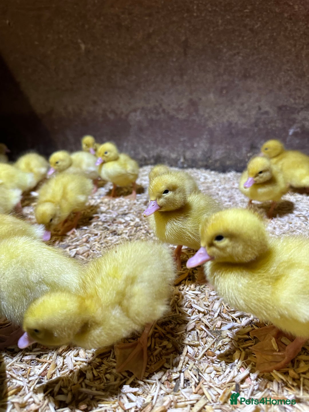 Ducks poultry for sale: Day old female ducklings  - Image 4