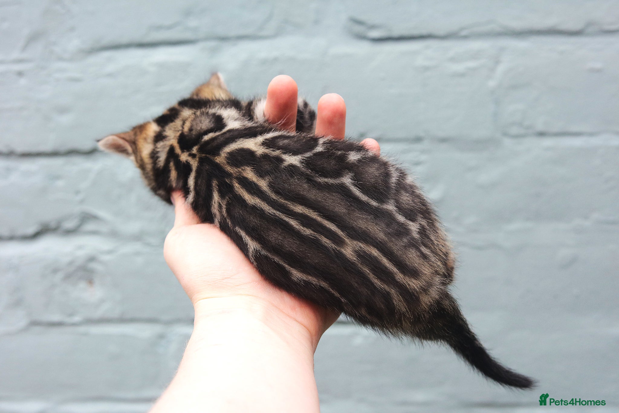 Bengal cats Unique Line Bengals Expected  - Advert 4