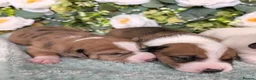 Mixed Breed dogs for sale: 3/4 Jack Russell puppies ❤️🐶 - Advert 4