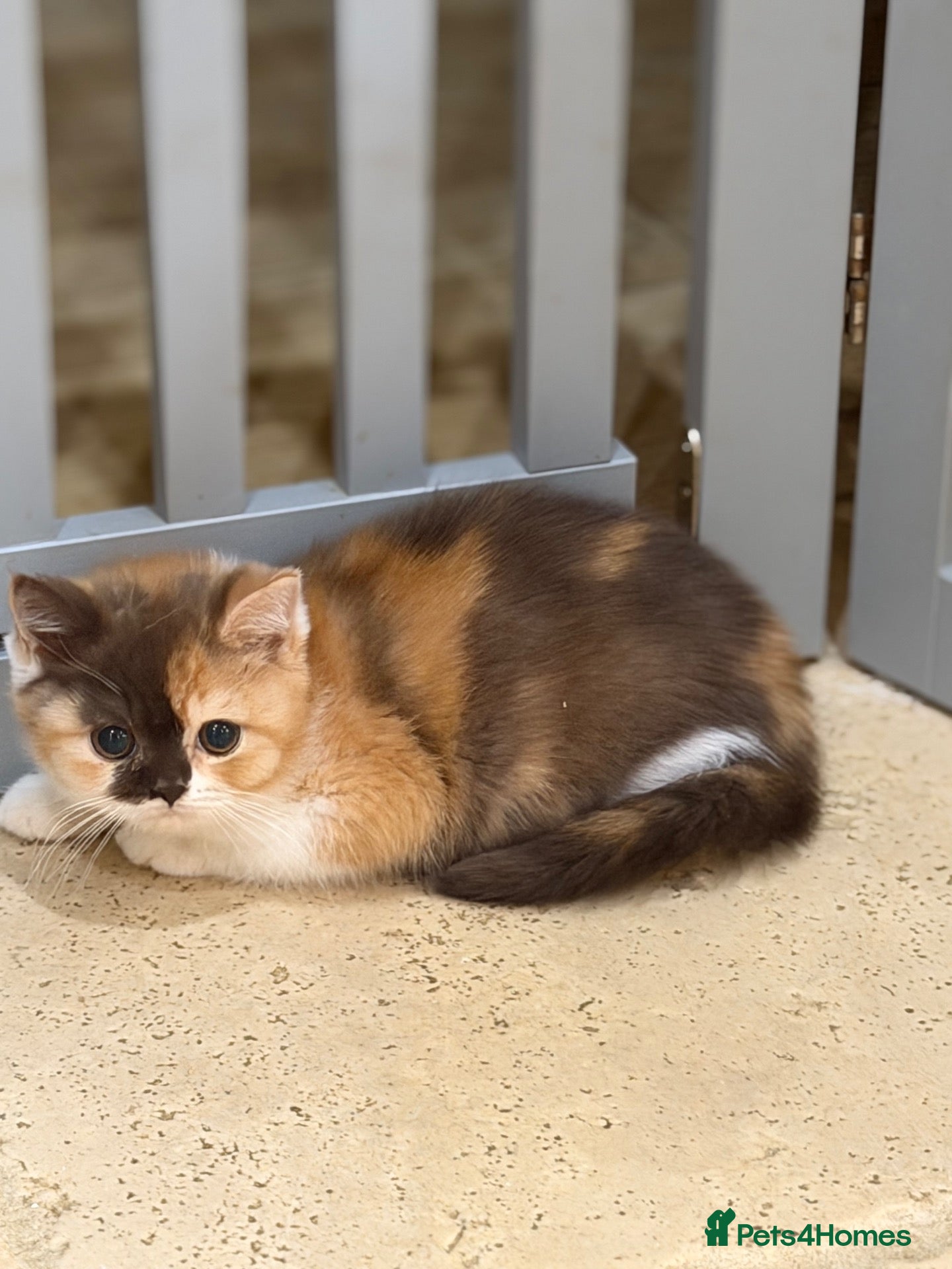 British Shorthair cats READY NEXT WEEK - FULL PEDIGREE REGISTERED BSH - Advert 2