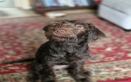 Labradoodle dogs for sale: Labradoodle female - Image 3