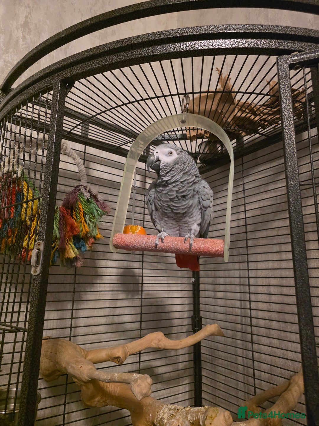 Parrots birds for sale: Congo African Grey female  - Advert 9