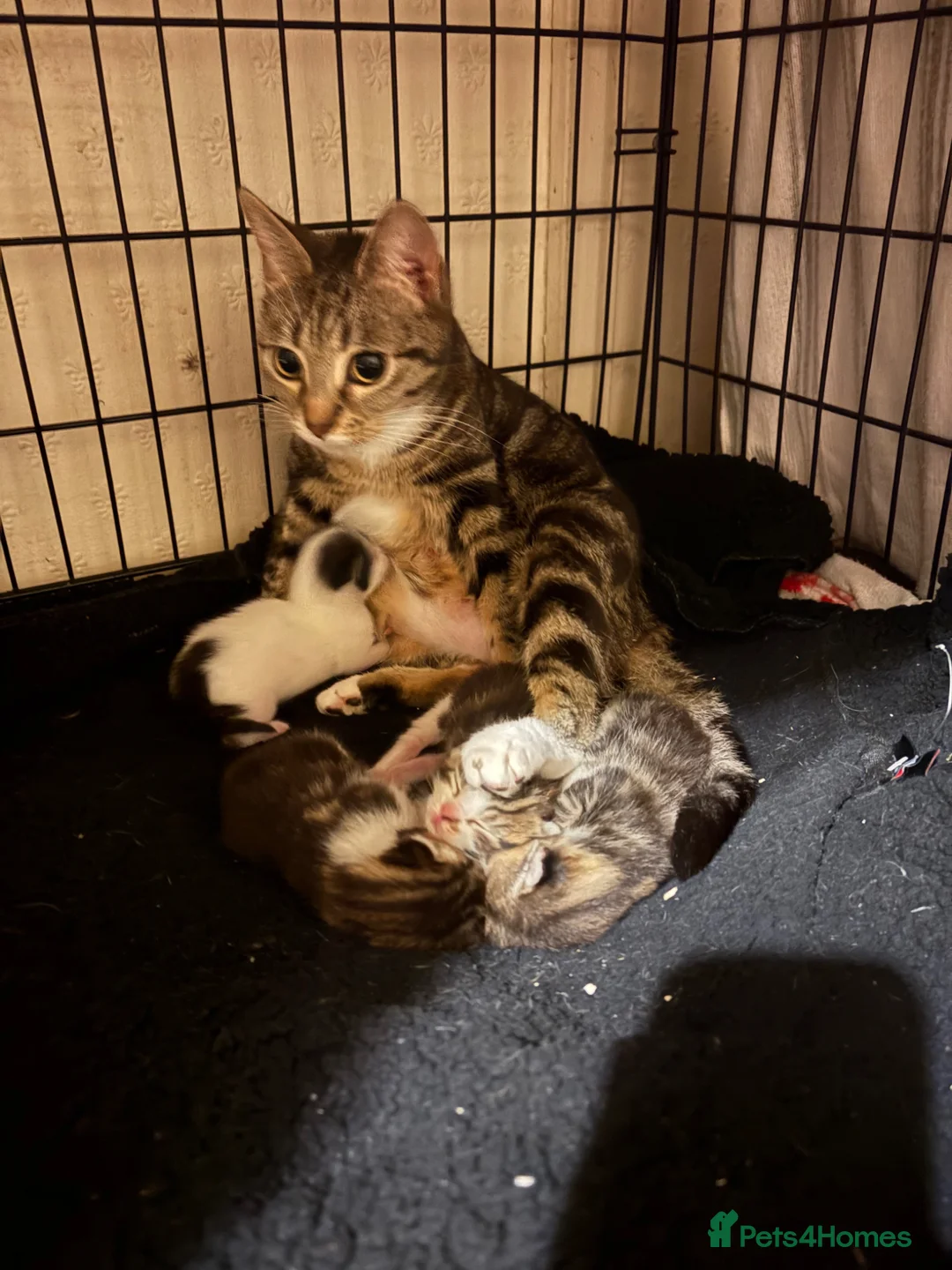 Mixed Breed cats for sale: Kittens for sale  - Advert 1