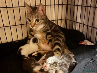 Mixed Breed cats Kittens for sale - Advert 1