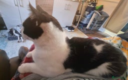 Domestic Shorthair cats for adoption: Buddy  - Advert 4