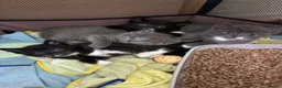 Russian Blue cats for sale: Russian Blue x kittens - Advert 8