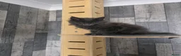 Maine Coon cats for sale: PURE MAINE COON - Advert 23