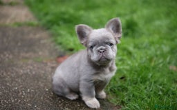 French Bulldog dogs for sale: French bulldog male - Advert 2