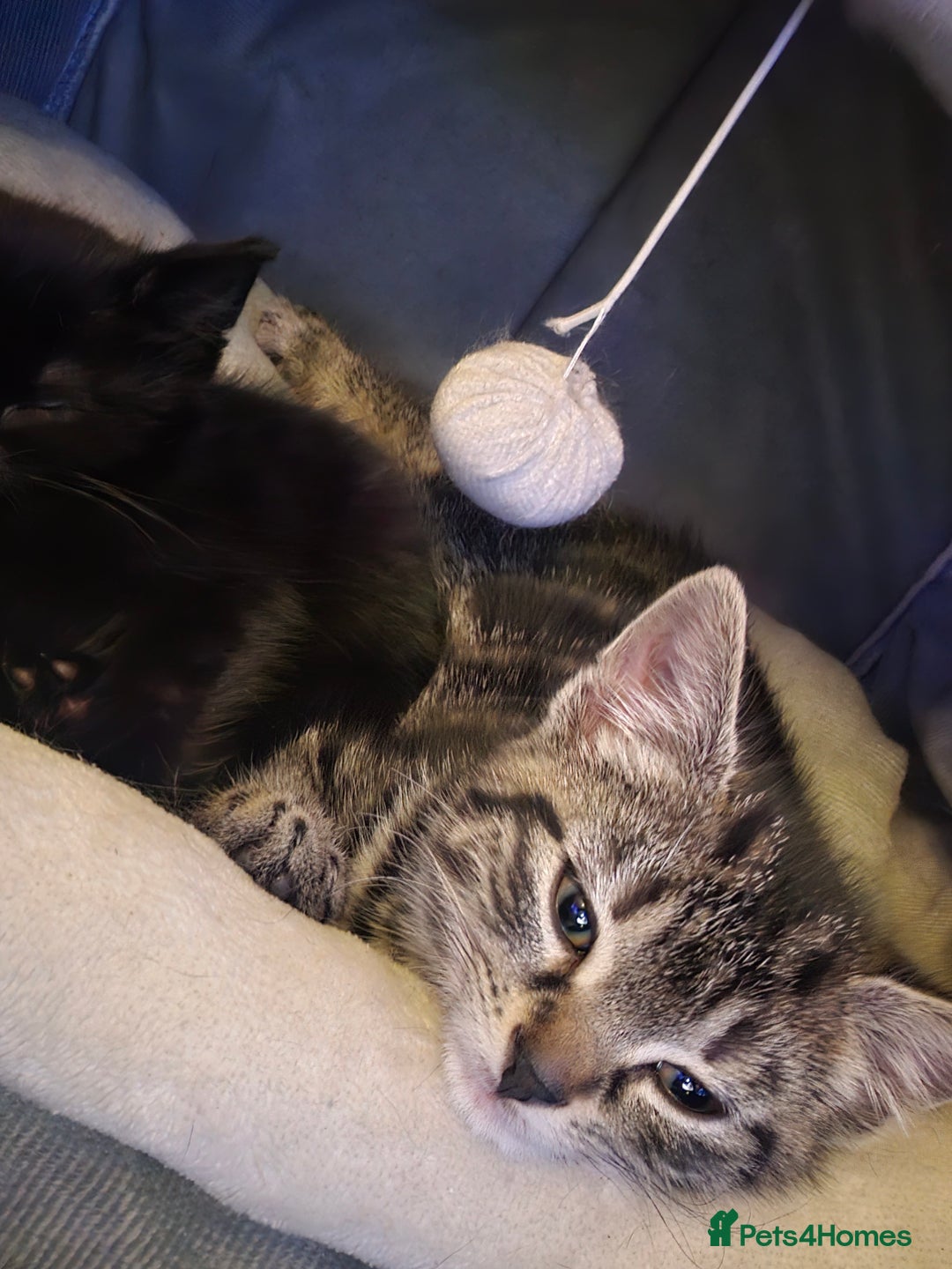 Mixed Breed cats for sale: 4 Gorgeous Bombay-Heritage Kittens- Litter Trained - Advert 31