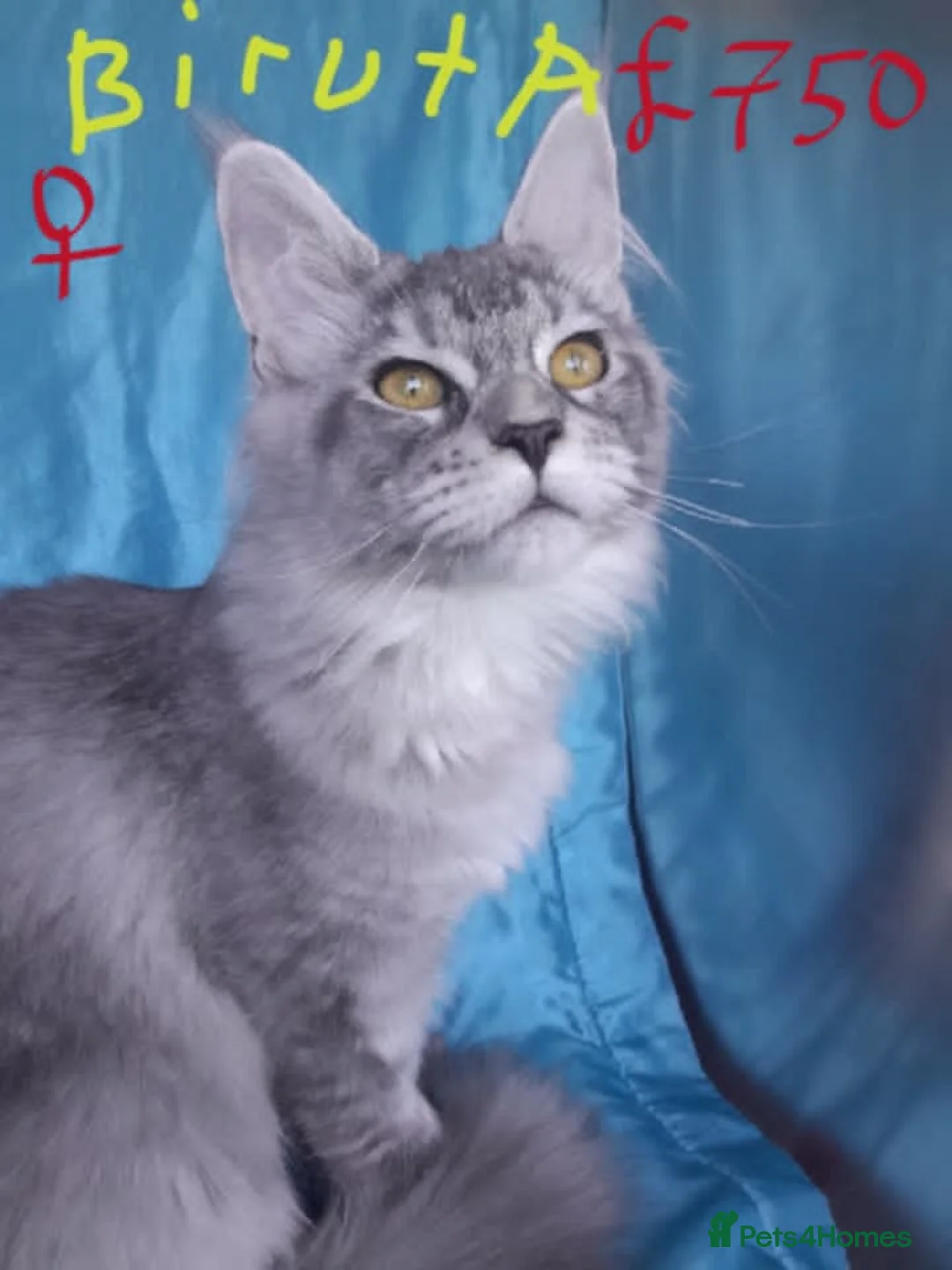 Maine Coon cats for sale: black silver ticked ns25 girls TICAreg maine coon - Advert 2