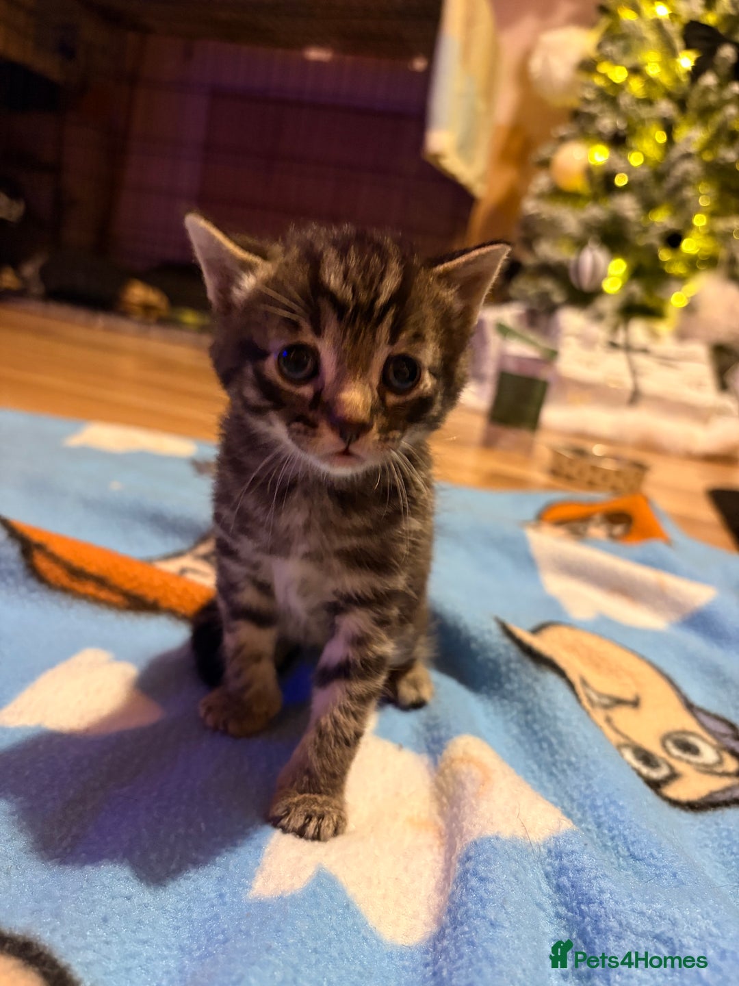 Mixed Breed cats for sale: 1 Female and 1 Male - Advert 8