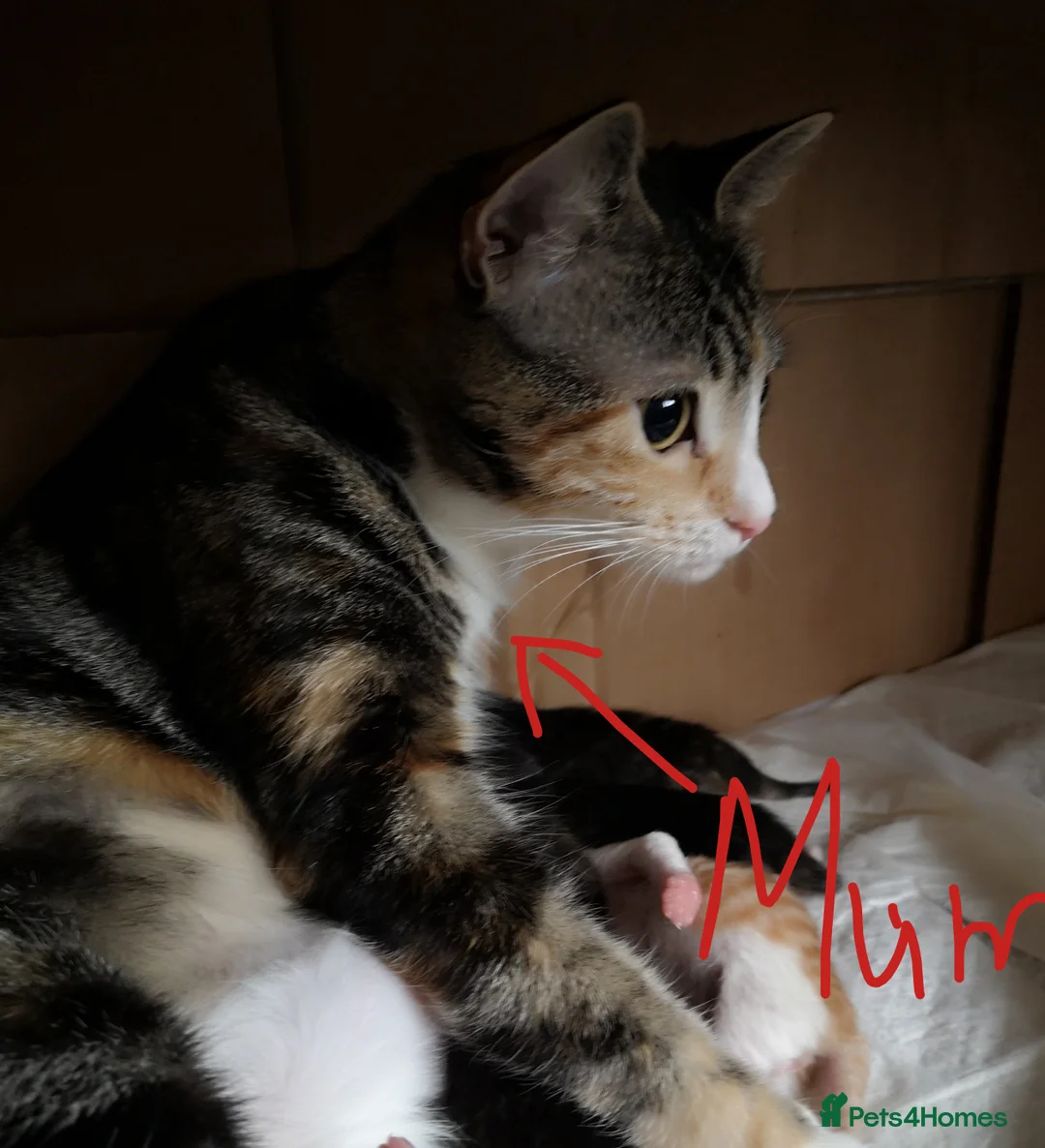 Mixed Breed cats for sale: Fluffy half ragdoll kittens available for sale - Advert 20