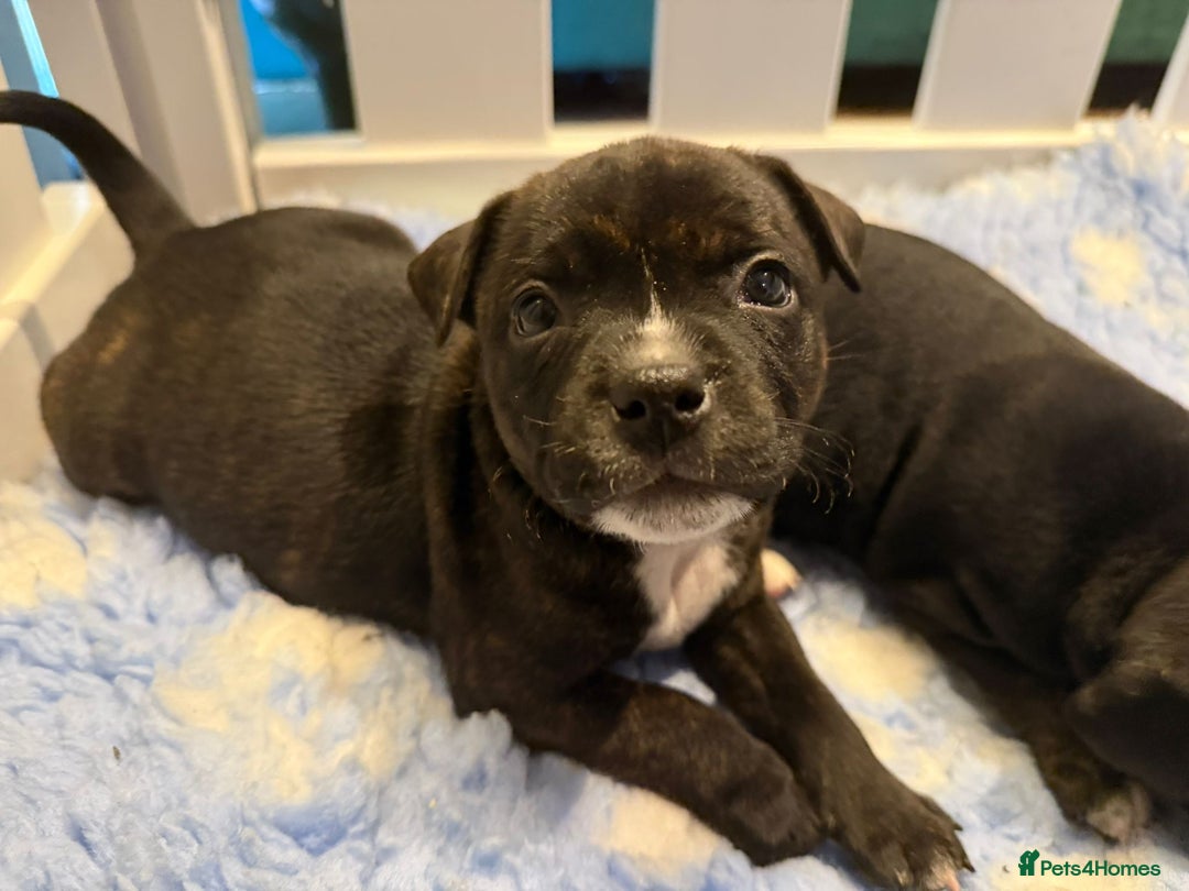 Staffordshire Bull Terrier dogs for sale: Beautiful Staffordshire Bull Terrier Boys ✨ - Advert 24