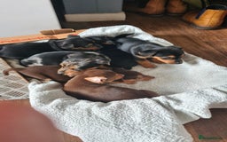 Jack Russell dogs for sale: Jack russell puppies  - Image 3
