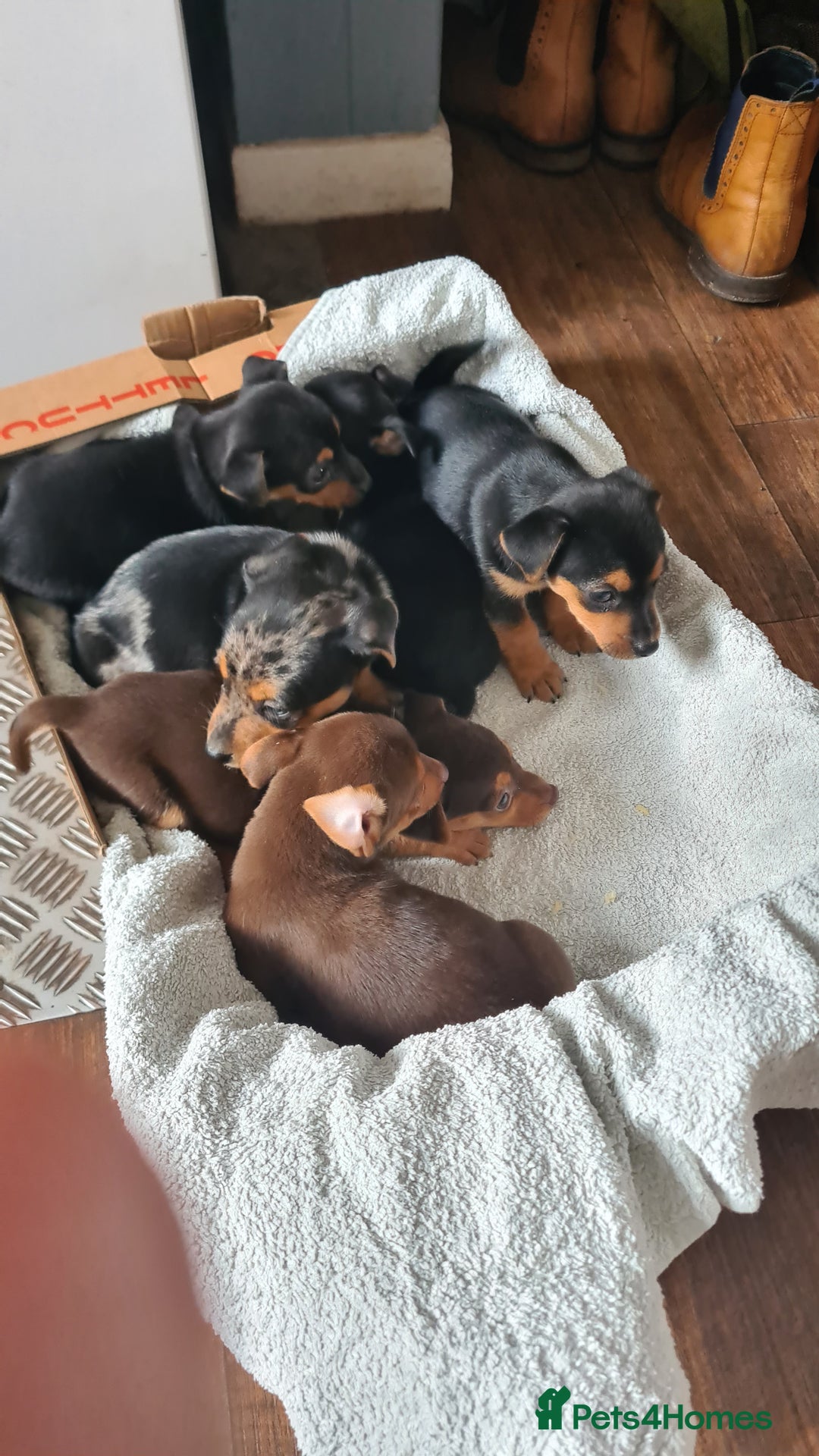 Jack Russell dogs for sale: Jack russell puppies  - Image 3
