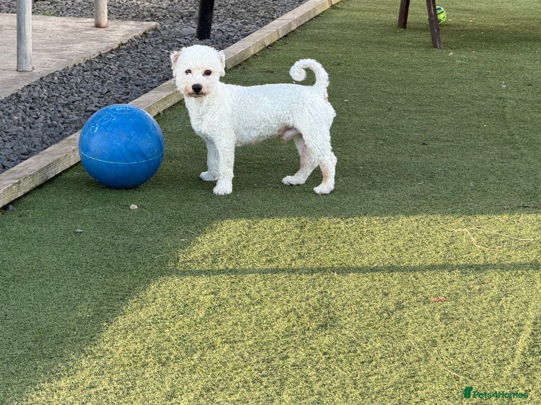 Bichon Frise dogs for sale: 💙 Bichon Frise Male Seeking a Loving Pet Home 💙 - Image 4