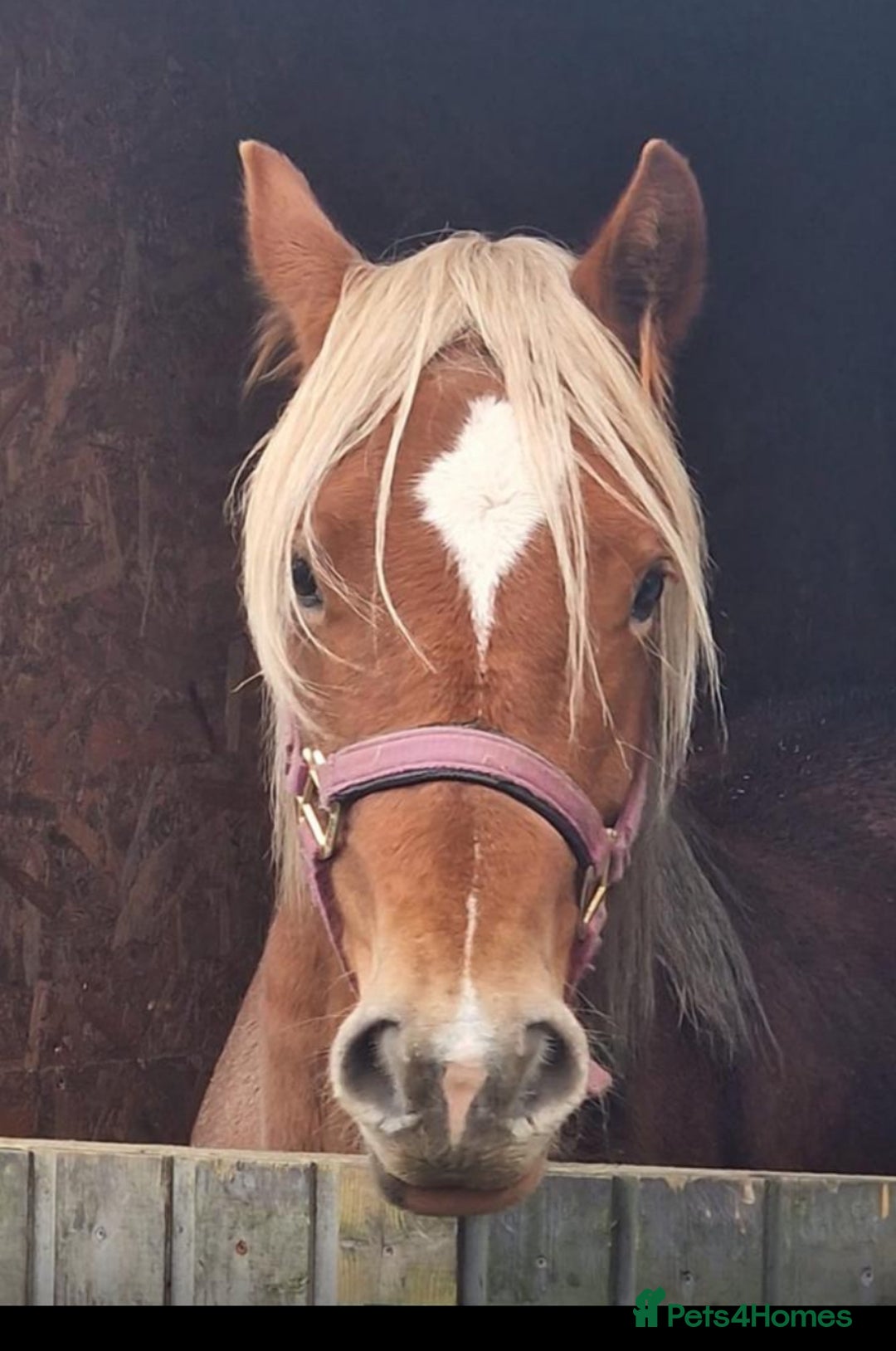 Welsh Section D horses for sale: Stitch  - Advert 1