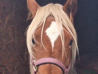 Welsh Section D horses Stitch - Advert 9