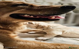 Golden Retriever dogs for sale: Beautiful chunky cream/golden retrievers  - Image 14