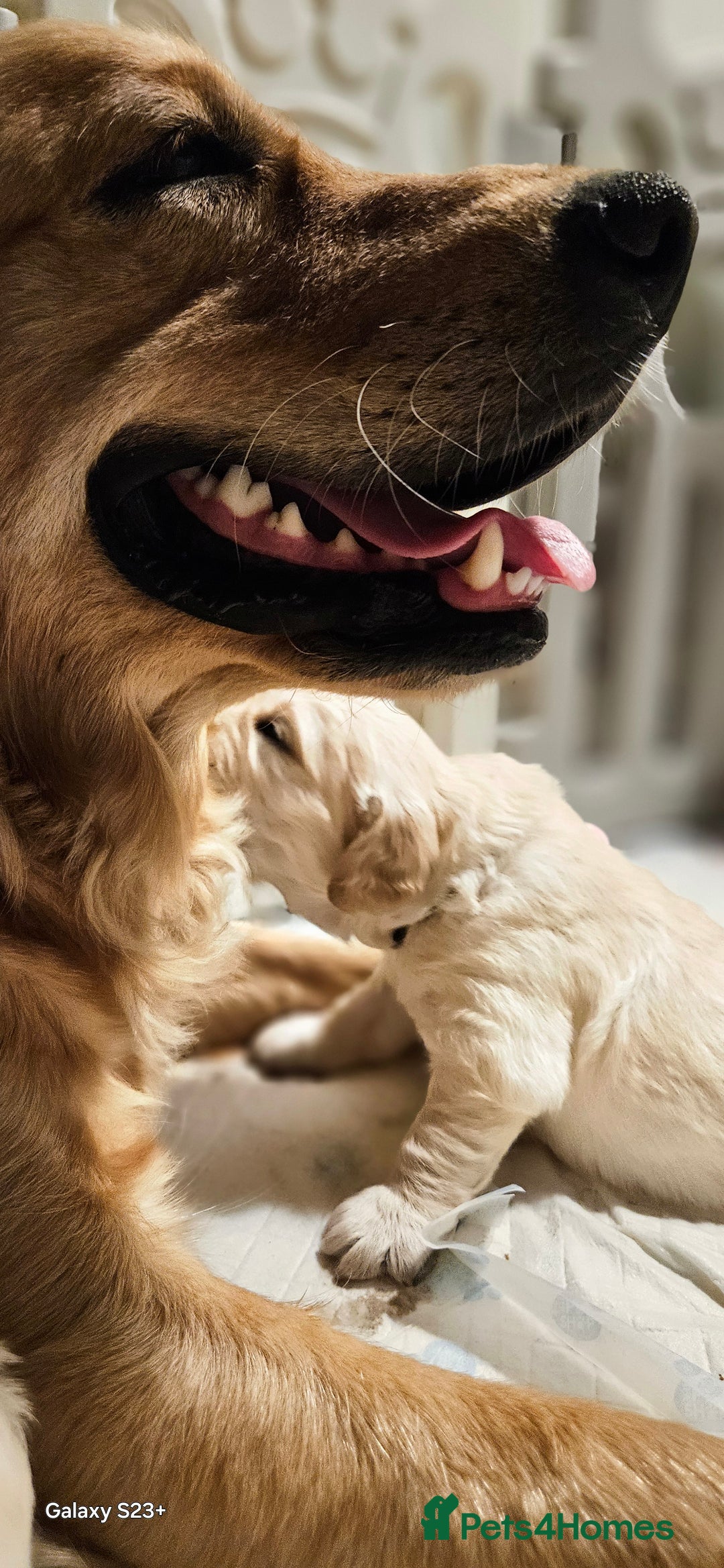 Golden Retriever dogs for sale: Beautiful chunky cream/golden retrievers  - Image 14