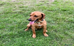Mixed Breed dogs for adoption: ROWAN - You'll Fall in Love with this Boy! - Image 4