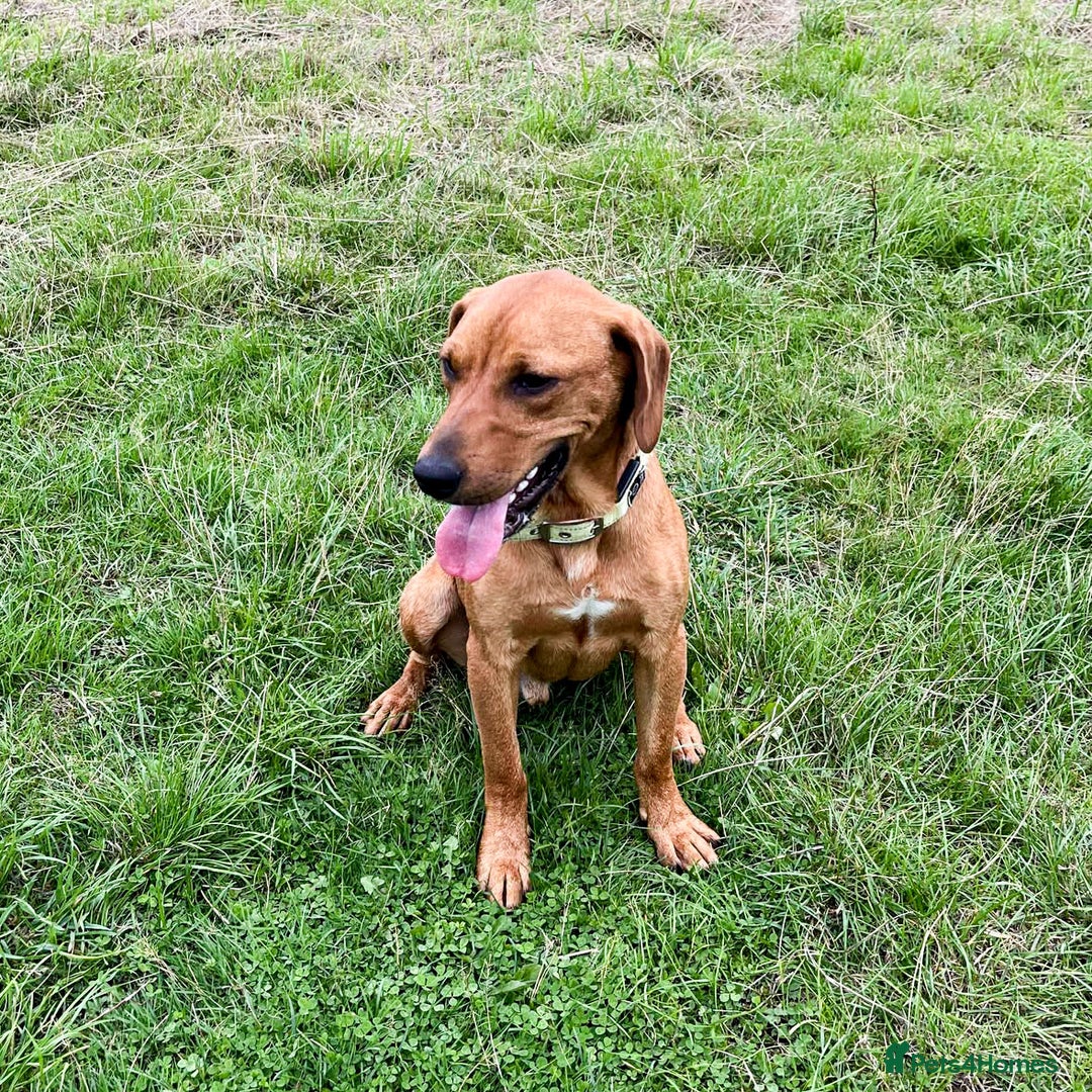 Mixed Breed dogs for adoption: ROWAN - You'll Fall in Love with this Boy! - Image 4