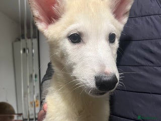 Siberian Husky dogs - Advert 13