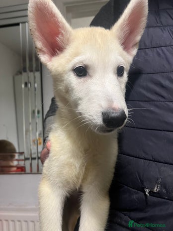 Siberian Husky dogs - Advert 1