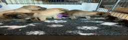 Presa Canario dogs for sale: Presser canario puppies - Advert 8