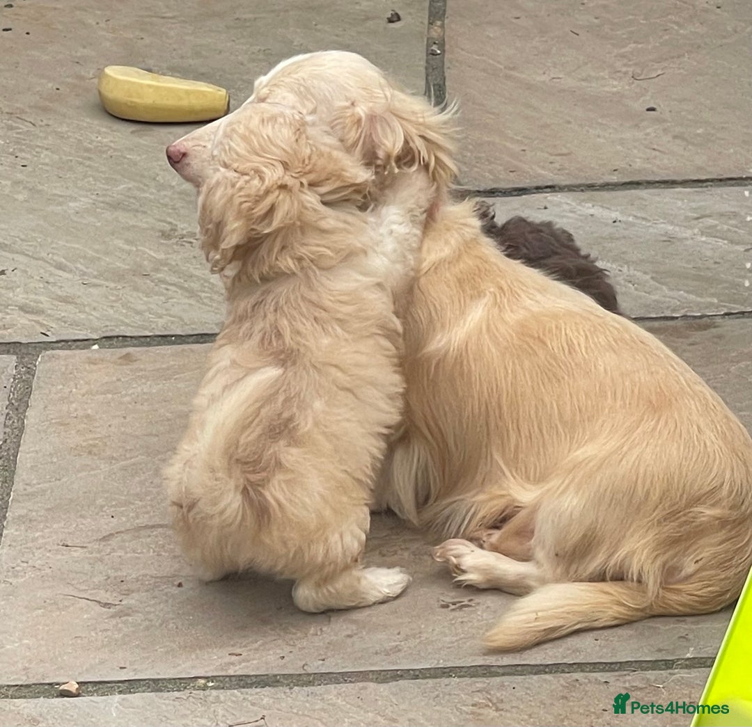Doxiepoo dogs for sale: Adorable Doxiepoo puppies  - Image 6