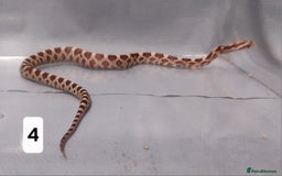 Corn Snake reptiles for sale: Corn Snake Hatchling's  - Image 7