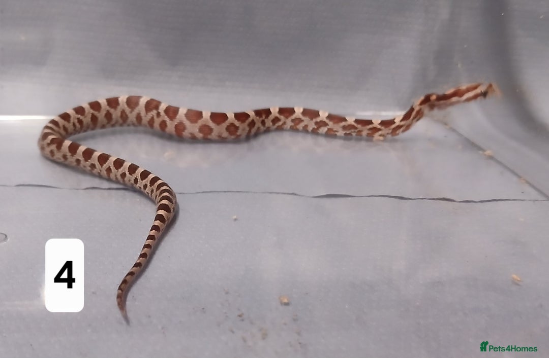 Corn Snake reptiles for sale: Corn Snake Hatchling's  - Image 7
