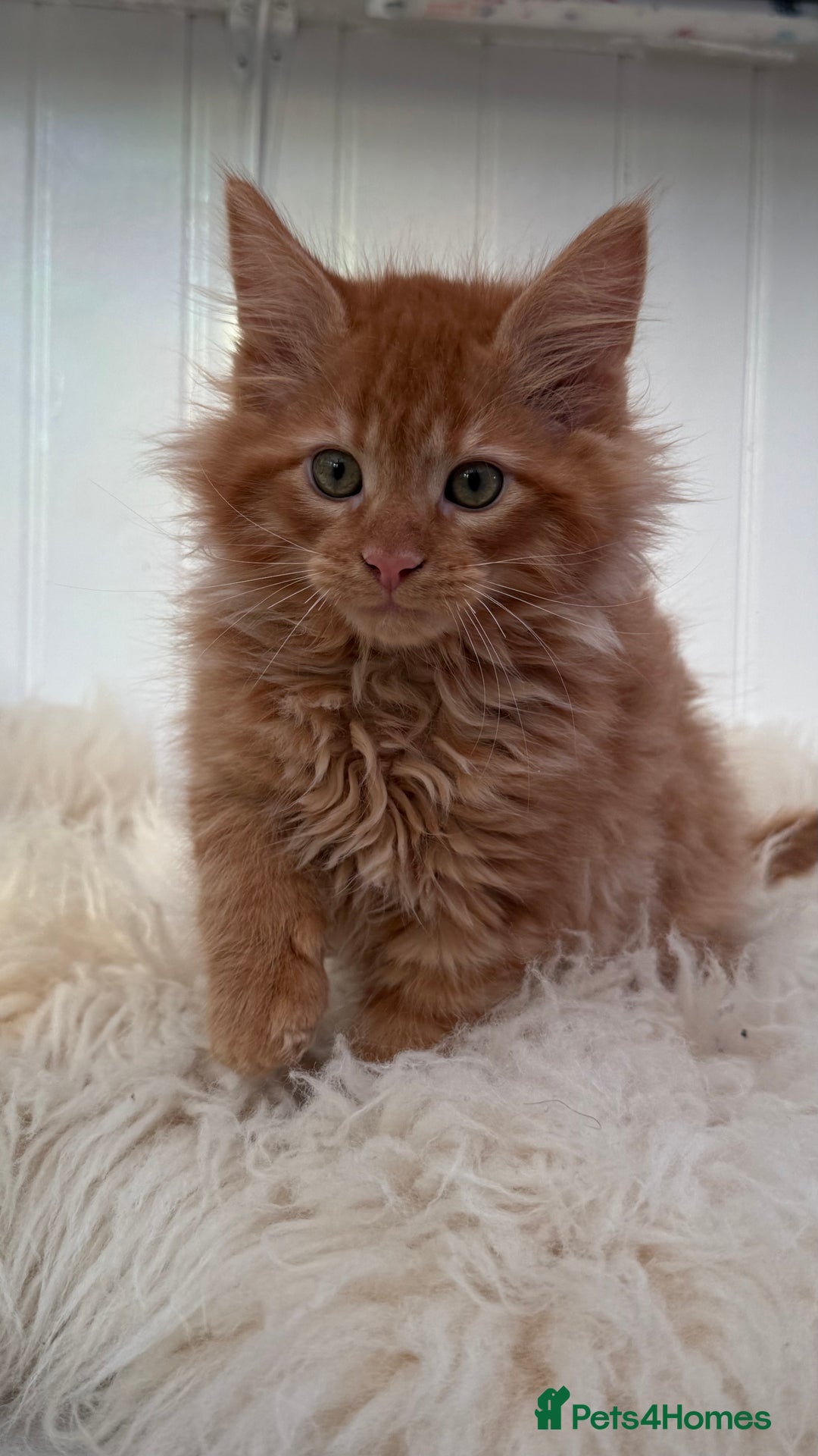 Maine Coon cats for sale: Last Two Gccf Maine Coons Boys Available - Advert 2