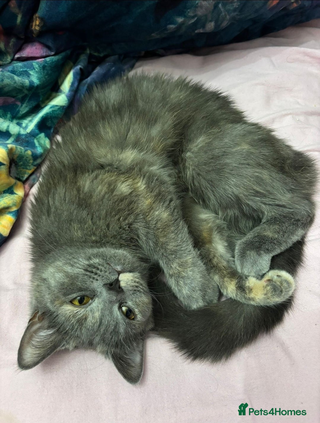 Mixed Breed cats for sale: Beautiful Indoor 2 Year Old Persian/Russian Blue - Advert 5