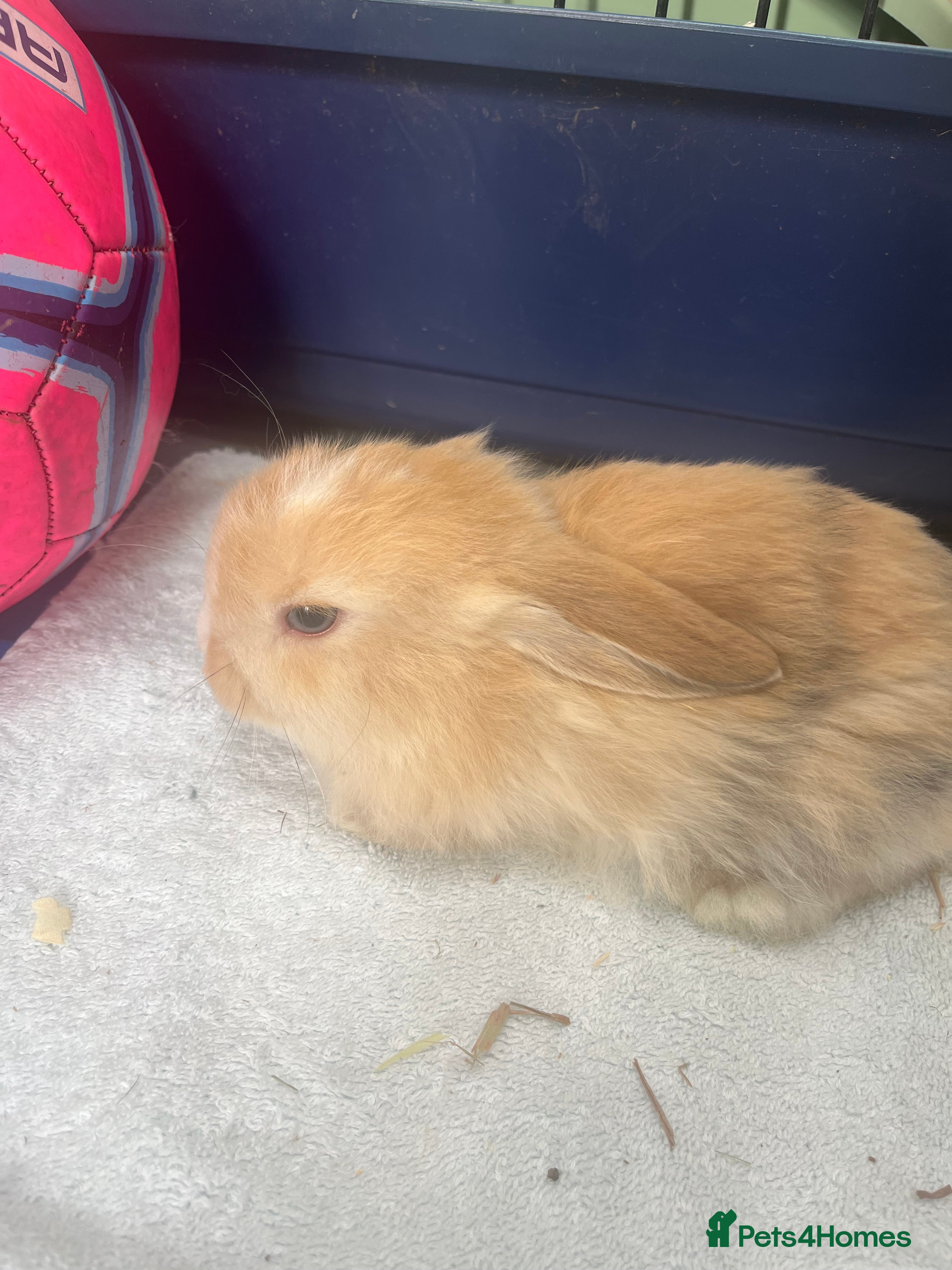 Mini Lop rabbits Gorgeous Mini Lops - Advert 5